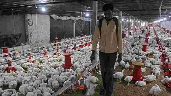 On Sunday, the state had reported deaths of 381 birds amid an avian influenza scare. (HT Photo)