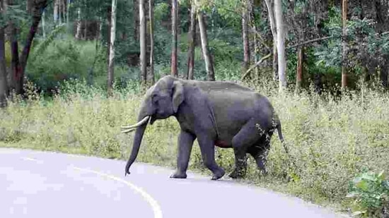 According to the wildlife conservationist, the dominance of the costs of human casualties rationalises the innate fear and respect towards large species like elephants displayed by those living with wildlife in India(Representative Image/HT File Photo) According to the wildlife conservationist, the dominance of the costs of human casualties rationalises the innate fear and respect towards large species like elephants displayed by those living with wildlife in India(Representative Image/HT File Photo)