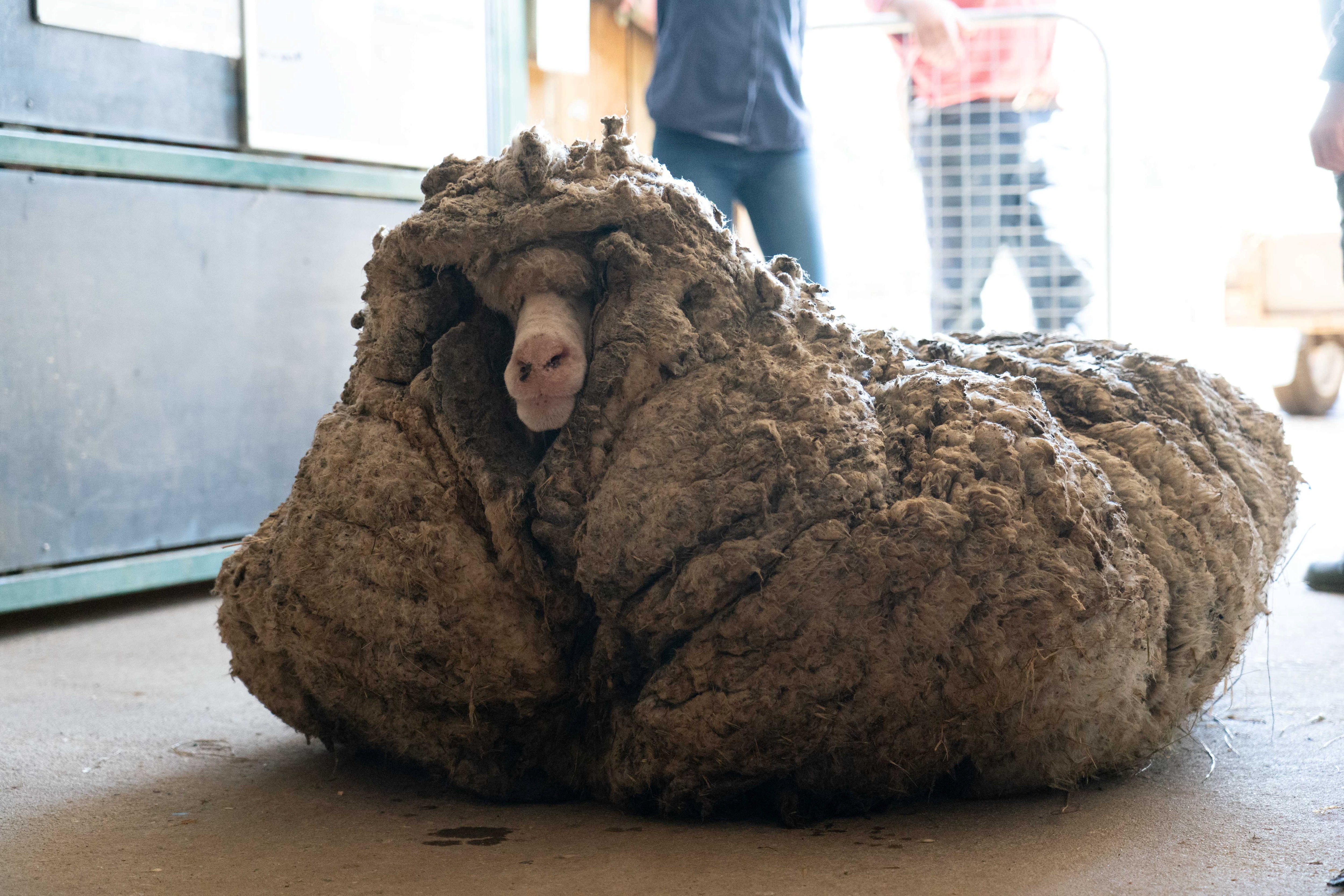 Sheep Baarack is seen before his thick wool was shorn. (via REUTERS)