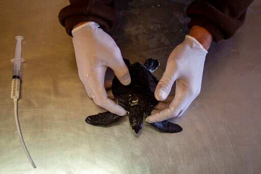 Guy Ivgy cleans 6- month- old green sea turtle from tar after an oil spill in the Mediterranean Sea, at Israel's Sea Turtle Rescue Center. (AP) Guy Ivgy cleans 6- month- old green sea turtle from tar after an oil spill in the Mediterranean Sea, at Israel's Sea Turtle Rescue Center. (AP)