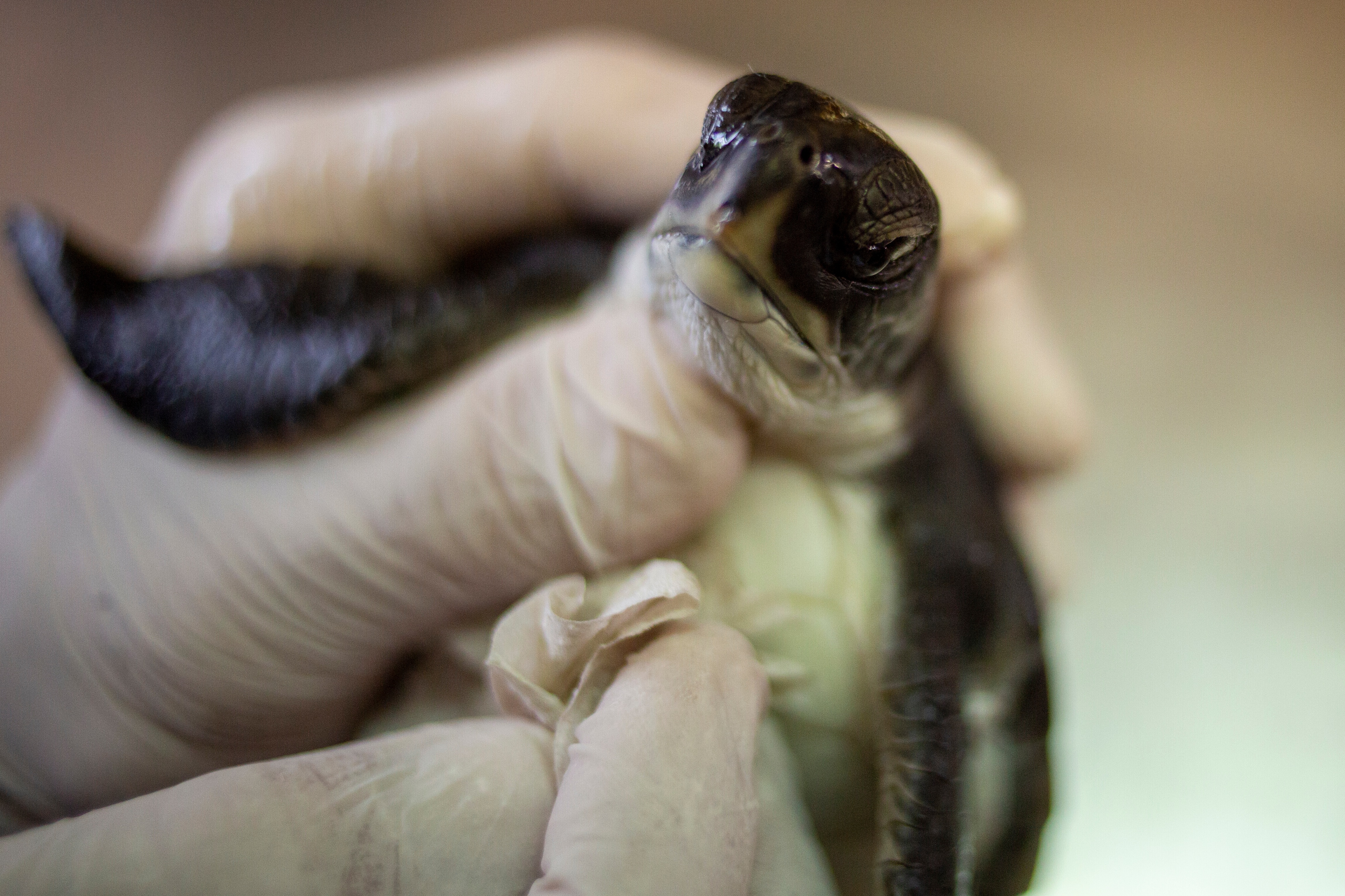 A 6- month- old green sea turtle is cleaned from tar after an oil spill. (AP) A 6- month- old green sea turtle is cleaned from tar after an oil spill. (AP)