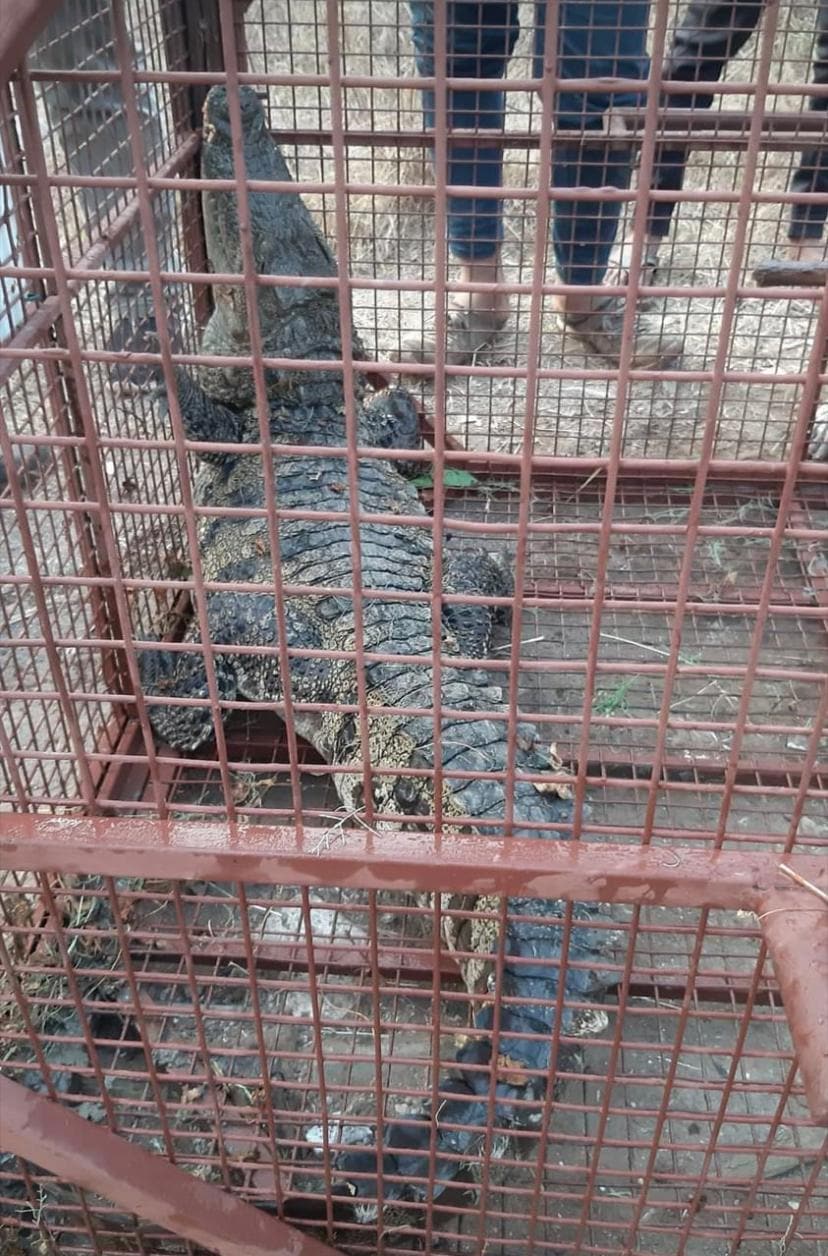 The crocodile was rescued after two-day-long operation.(Sourced) The crocodile was rescued after two-day-long operation.(Sourced)