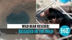 A wild bear was rescued from a ditch in Odisha’s Nabarangpur A wild bear was rescued from a ditch in Odisha’s Nabarangpur