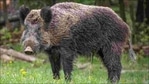 Conservationists and officials conclude that the population of the wild boars has increased based on the increased sightings of the wild animal in central and north Kashmir since 2018.(Image via Twitter) Conservationists and officials conclude that the population of the wild boars has increased based on the increased sightings of the wild animal in central and north Kashmir since 2018.(Image via Twitter)