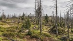 Germans, who pride themselves on their environmental awareness and whose culture and history are steeped in woodland legend, are concerned about the state of forests, which cover 11.4 million hectares, a third of the country's area. (Representational Image) (Pixabay) Germans, who pride themselves on their environmental awareness and whose culture and history are steeped in woodland legend, are concerned about the state of forests, which cover 11.4 million hectares, a third of the country's area. (Representational Image) (Pixabay)