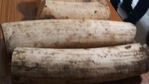 Forest officials are investigating to establish the source of these ivories. Forest officials are investigating to establish the source of these ivories.