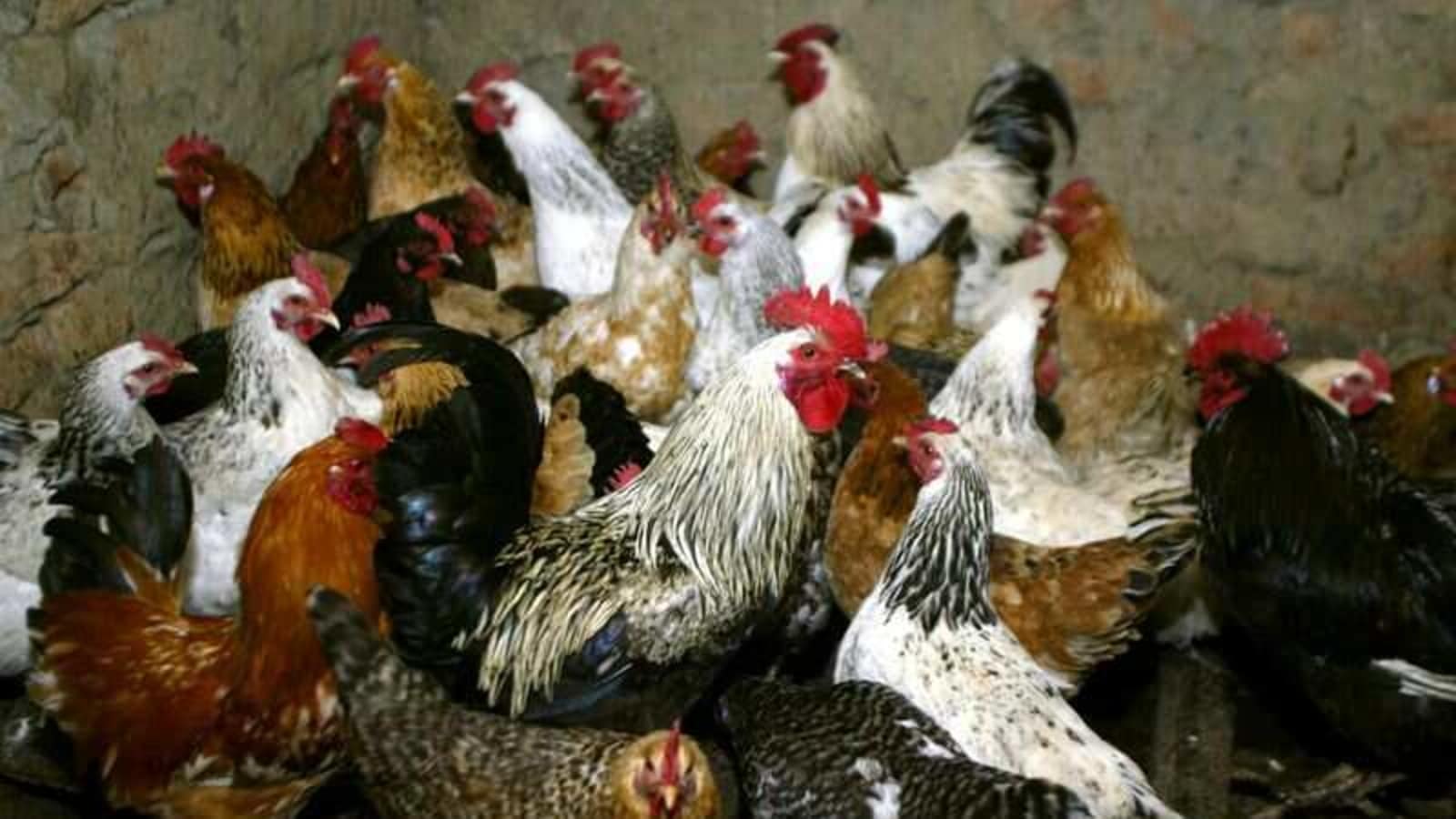 Afghanistan reports H5N8 bird flu on farm: OIE