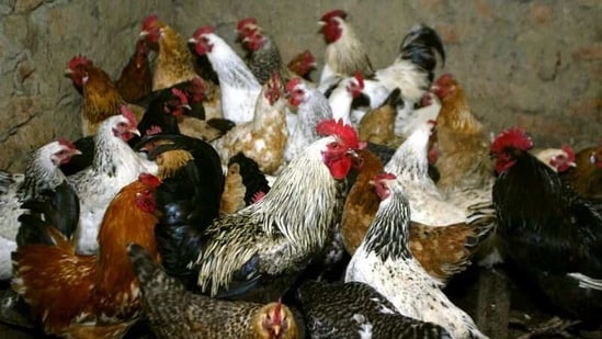 Chickens await vaccination against bird flu at a settlement in Russia.(REUTERS / File Photo)