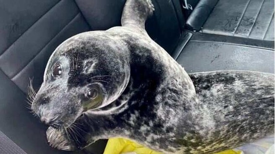 The image shows a rescued seal on backseat of a police car.(Twitter/@ChtownPolice) The image shows a rescued seal on backseat of a police car.(Twitter/@ChtownPolice)
