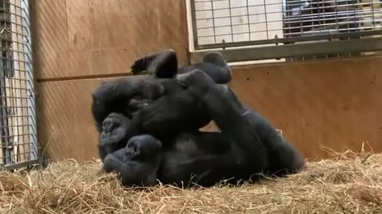 The image shows gorilla mother-son duo named Calaya and Moke.(Instagram/@smithsonianzoo)