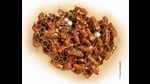 Since every wasp, including the queen, in the Ropalidia marginata colony is born identical, Dr Raghavendra Gadagkar and his team of research students colour code each individual. (Souvik Mandal) Since every wasp, including the queen, in the Ropalidia marginata colony is born identical, Dr Raghavendra Gadagkar and his team of research students colour code each individual. (Souvik Mandal)