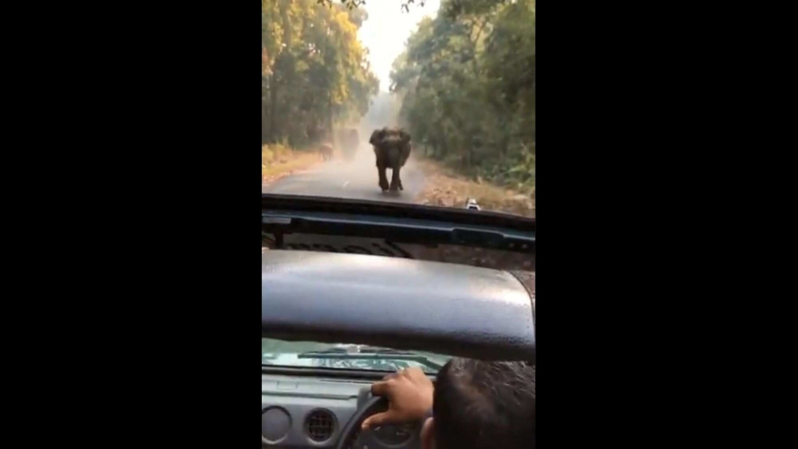 Elephant charges towards car moments after tourist says 'Kuch nahi hoga ...