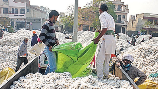 Cotton lying in a grain market of Bathinda in December 2020. (HT FILE)