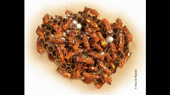 Since every wasp, including the queen, in the Ropalidia marginata colony is born identical, Dr Raghavendra Gadagkar and his team of research students colour code each individual. (Souvik Mandal)