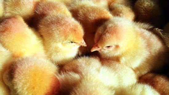 The severe weather forced Sanderson Farms Inc. to euthanize 545,000 baby chicks at hatcheries in the state.(AFP / File Photo)