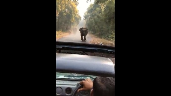 The image shows an elephant standing in front of a car.(Screengrab)
