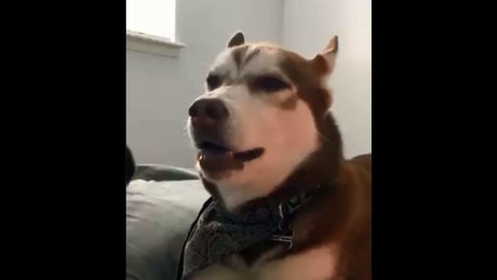 The image shows the dog named Mya.(Screengrab) The image shows the dog named Mya.(Screengrab)