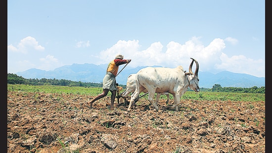 A farmer ploughs his fields under the relentless sun. (Shutterstock) A farmer ploughs his fields under the relentless sun. (Shutterstock)