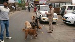 The petitioner-animal lovers, represented by advocate Abhik Chimni, told the court whenever they try to feed the street dogs, "enormous resistance is caused by the local residents".(HT PHOTO) The petitioner-animal lovers, represented by advocate Abhik Chimni, told the court whenever they try to feed the street dogs, "enormous resistance is caused by the local residents".(HT PHOTO)