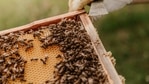 The researchers have found that a similar genetic evolution happened independently in different species at different times, suggesting there is a unifying principle leading to the same social trait.(Unsplash)