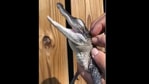 The video shared by Manny, a zookeeper at McCarthy’s Wildlife Sanctuary in Florida features a little alligator.(Instagram/@wildlifemanny) The video shared by Manny, a zookeeper at McCarthy’s Wildlife Sanctuary in Florida features a little alligator.(Instagram/@wildlifemanny)