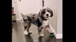 The image shows Tucker the Aussie doodle.(Instagram/@_tucker_dood_) The image shows Tucker the Aussie doodle.(Instagram/@_tucker_dood_)