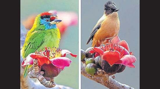 A blue-throated barbet and rufous sibia perched on Semul flowers. (PHOTOS: SANJEEV IDDALGI)