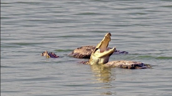 The plan is to have barges that will allow citizens to sail around Powai lake that is home to several crocodiles. (Pratik Chorge/HT Photo)