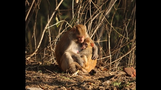 A monkey feeds her young one at Sukhna Lake. (PHOTO: LALIT MOHAN BANSAL) A monkey feeds her young one at Sukhna Lake. (PHOTO: LALIT MOHAN BANSAL)