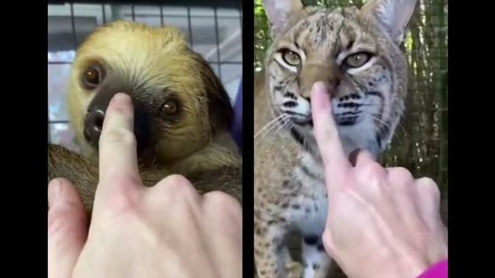 While some picked the sloth as their favourite animal to boop, many wished to do so to the eager donkey shown in the video.(Reddit/aww)