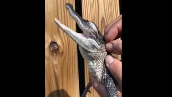 The video shared by Manny, a zookeeper at McCarthy’s Wildlife Sanctuary in Florida features a little alligator.(Instagram/@wildlifemanny)