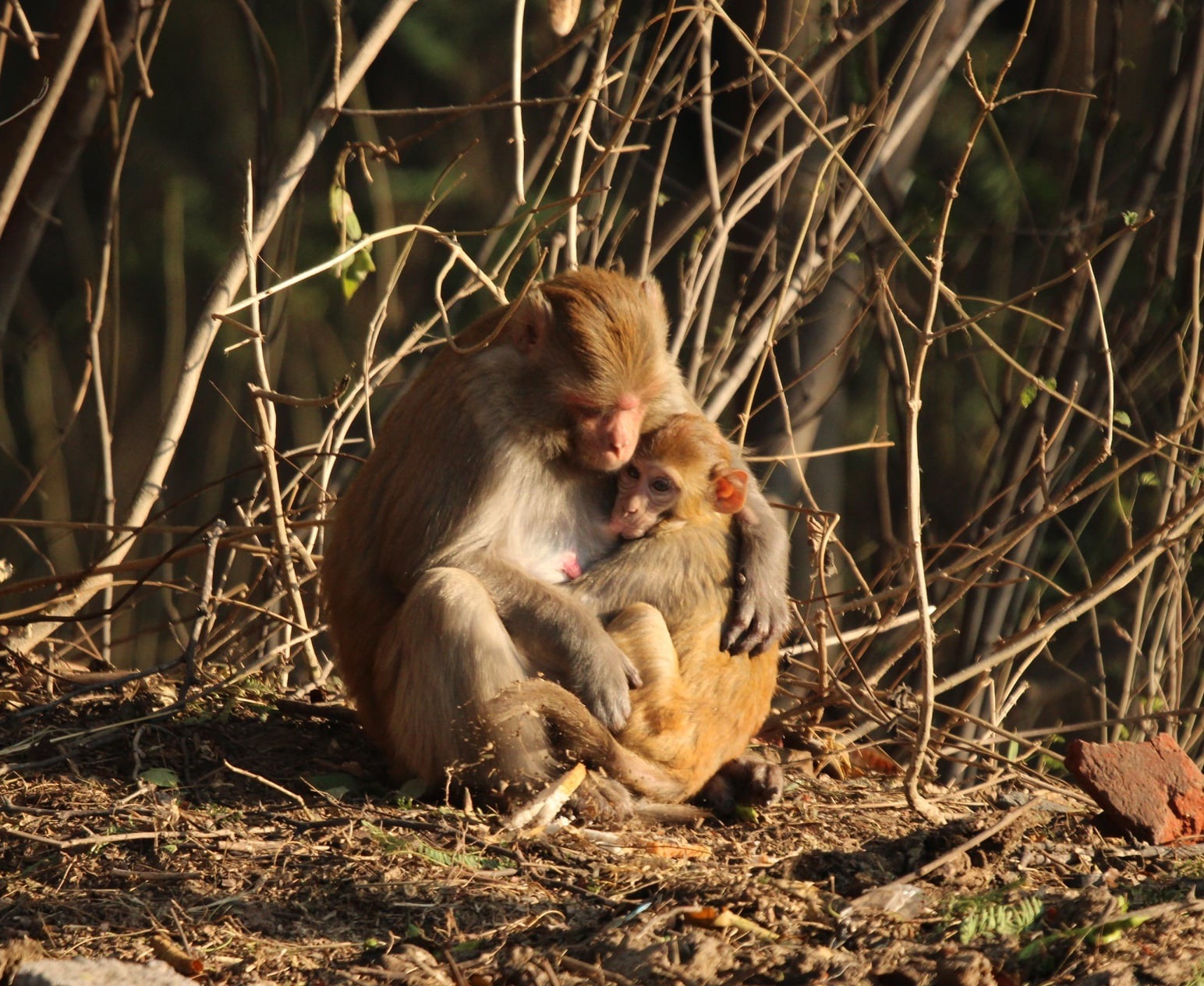 A monkey feeds her young one at Sukhna Lake. (PHOTO: LALIT MOHAN BANSAL) A monkey feeds her young one at Sukhna Lake. (PHOTO: LALIT MOHAN BANSAL)