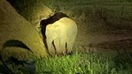 After the elephant attacked and killed the man, it moved southwards leaving behind the 2-year-old calf, which is still in the village. (FOREST DEPT). After the elephant attacked and killed the man, it moved southwards leaving behind the 2-year-old calf, which is still in the village. (FOREST DEPT).