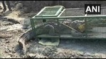 The image shows the crocodile rescued from a constriction site in Gujarat.(Twitter/@ANI) The image shows the crocodile rescued from a constriction site in Gujarat.(Twitter/@ANI)