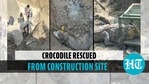 About 11-ft long crocodile rescued from construction site in Vadodara About 11-ft long crocodile rescued from construction site in Vadodara