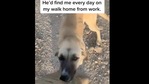 The images shows Sampson the doggo.(Reddit/ Made Me Smile) The images shows Sampson the doggo.(Reddit/ Made Me Smile)