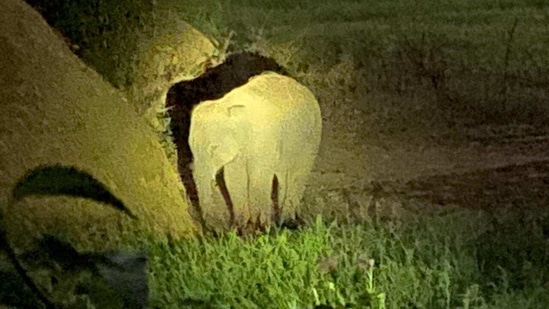 After the elephant attacked and killed the man, it moved southwards leaving behind the 2-year-old calf, which is still in the village. (FOREST DEPT). After the elephant attacked and killed the man, it moved southwards leaving behind the 2-year-old calf, which is still in the village. (FOREST DEPT).