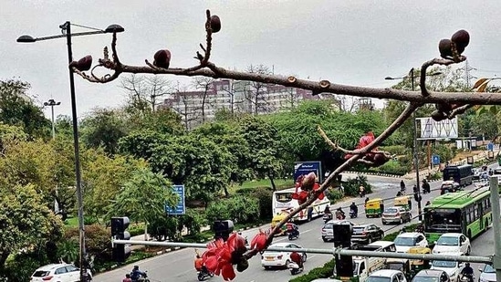 Semal is one of the 252 species of trees found in Delhi. Semal is one of the 252 species of trees found in Delhi.