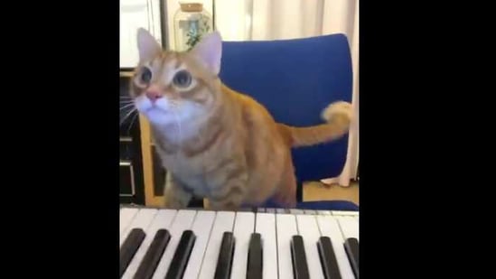 The image shows Mr. Paterson playing the keyboard.(Instagram/@supermassivemusic) The image shows Mr. Paterson playing the keyboard.(Instagram/@supermassivemusic)
