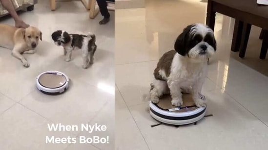 Keerthy Suresh's dog Nyke rides a robot vacuum cleaner. 