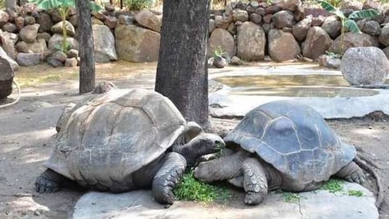 The 121-year-old Galapagos Giant Tortoise at the Nehru Zoological Park.(ANI)