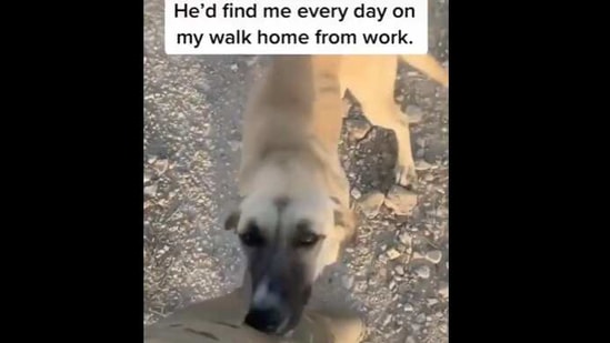 The images shows Sampson the doggo.(Reddit/ Made Me Smile) The images shows Sampson the doggo.(Reddit/ Made Me Smile)