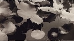 This photo provided by the New Orleans Museum of Art shows "Peking University, Beijing, China," 1991, by Lois Conner. The print is a gift from Cherye R. and James F. Pierce to the museum.(AP) This photo provided by the New Orleans Museum of Art shows "Peking University, Beijing, China," 1991, by Lois Conner. The print is a gift from Cherye R. and James F. Pierce to the museum.(AP)