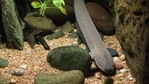 The Moray eel was found critically injured on Saturday evening in the attack by a fellow eel. (representational image)(Pixabay) The Moray eel was found critically injured on Saturday evening in the attack by a fellow eel. (representational image)(Pixabay)