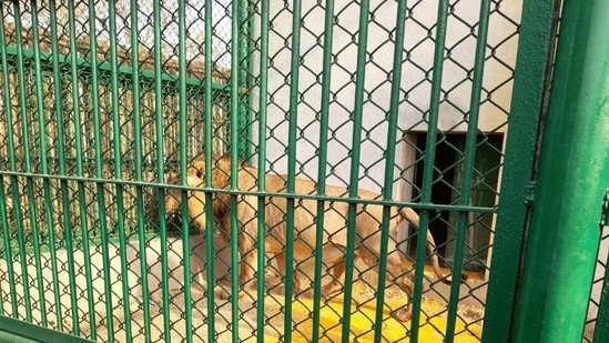 Akhilesh said the chief minister should have made some other arrangement to bring lions to Gorakhpur zoo. Akhilesh said the chief minister should have made some other arrangement to bring lions to Gorakhpur zoo.