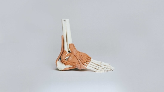 Muscle is the largest organ that accounts for 40% of body mass and plays an essential role in maintaining our lives. Muscle tissue is notable for its unique ability for spontaneous regeneration.(Unsplash) Muscle is the largest organ that accounts for 40% of body mass and plays an essential role in maintaining our lives. Muscle tissue is notable for its unique ability for spontaneous regeneration.(Unsplash)