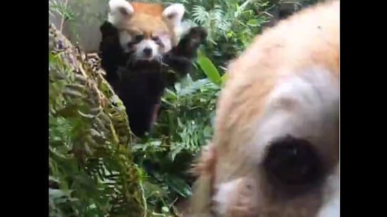 The image shows Pabu and Mei Mei,(Twitter/@oregonzoo) The image shows Pabu and Mei Mei,(Twitter/@oregonzoo)