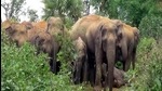 Negative interactions between humans and wildlife intensify when local communities feel that wildlife needs or values are given priority over their own needs (Manoj Kumar/Hindustan Times) Negative interactions between humans and wildlife intensify when local communities feel that wildlife needs or values are given priority over their own needs (Manoj Kumar/Hindustan Times)