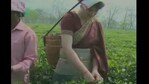 Priyanka Gandhi seen plucking tea leaves with the traditional basket.(ANI)