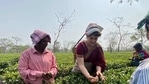 Congress leader Priyanka Gandhi Vadra plucking tea leaves at a tea garden in Assam on Tuesday. (PHOTO: Congress) Congress leader Priyanka Gandhi Vadra plucking tea leaves at a tea garden in Assam on Tuesday. (PHOTO: Congress)